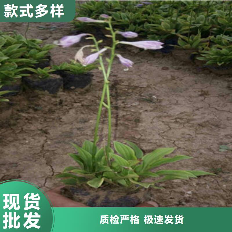 水生植物/荷花睡莲-视频-福建省龙岩市绿九州水生植物/荷花睡莲可服务区域新罗|连城|宁德|南平|莆田|三明|厦门等