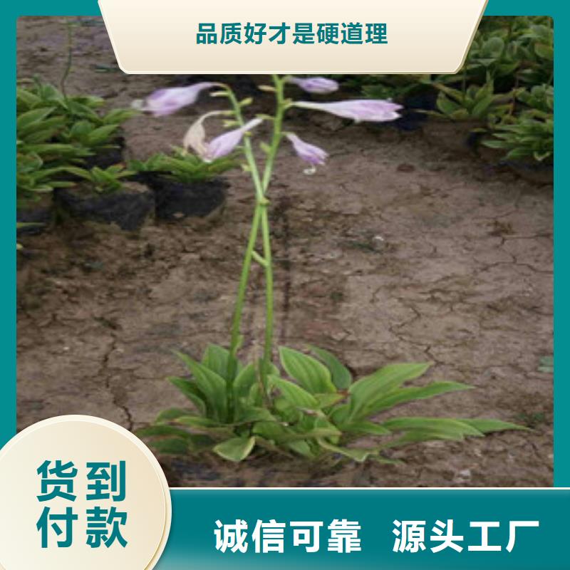 花海景观_时令花卉/绿化草花价格经验丰富质量放心