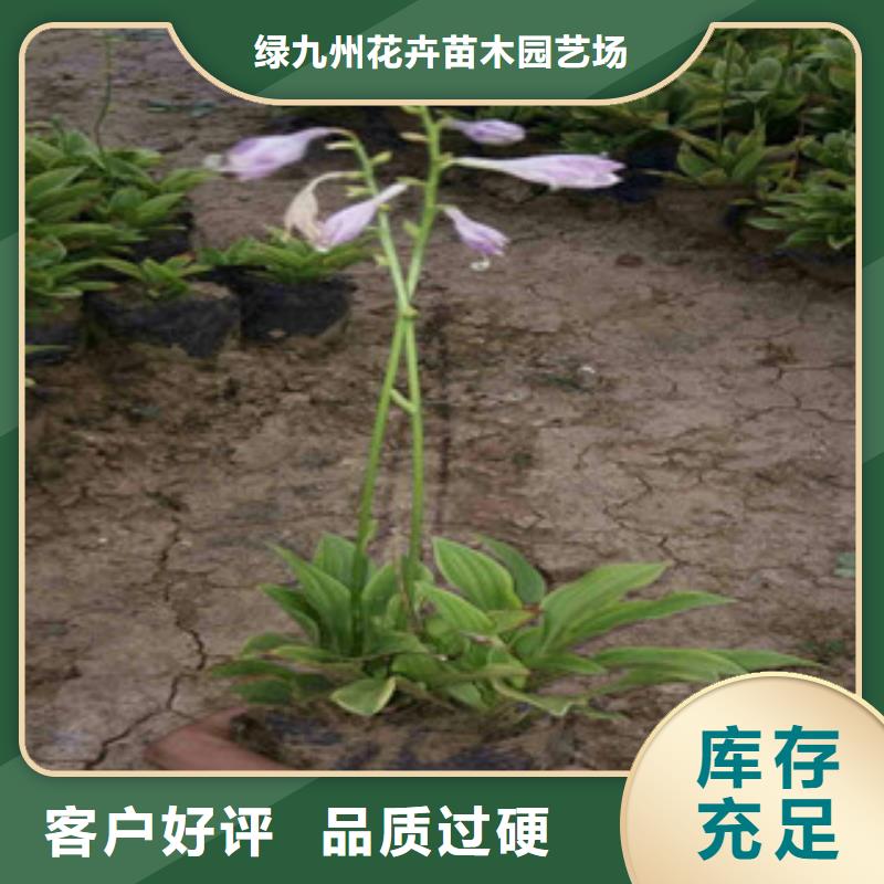 水生植物/荷花睡莲-视频-水生植物/荷花睡莲|宿迁市|沭阳|宿城|无锡|南通|苏州|镇江|淮安|盐城|徐州