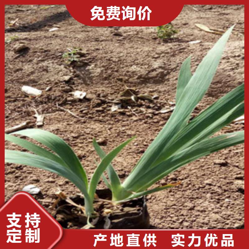 花海景观五一国庆草花批发畅销本地