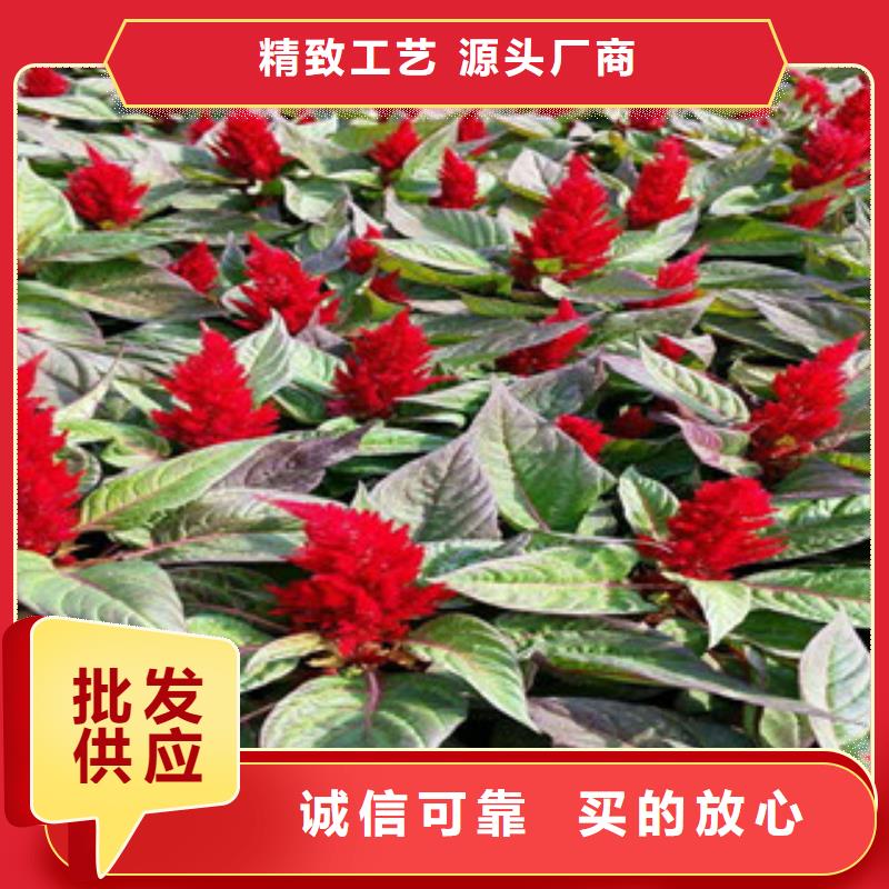 花海景观宿根花卉基地源厂定制