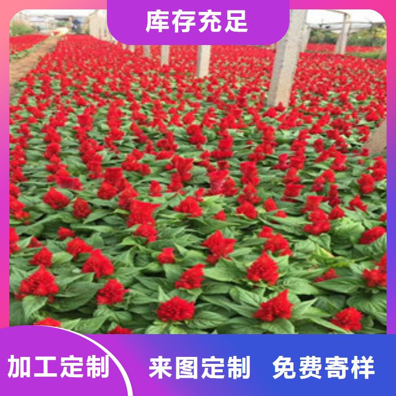 【花海景观,宿根花卉基地精选好货】