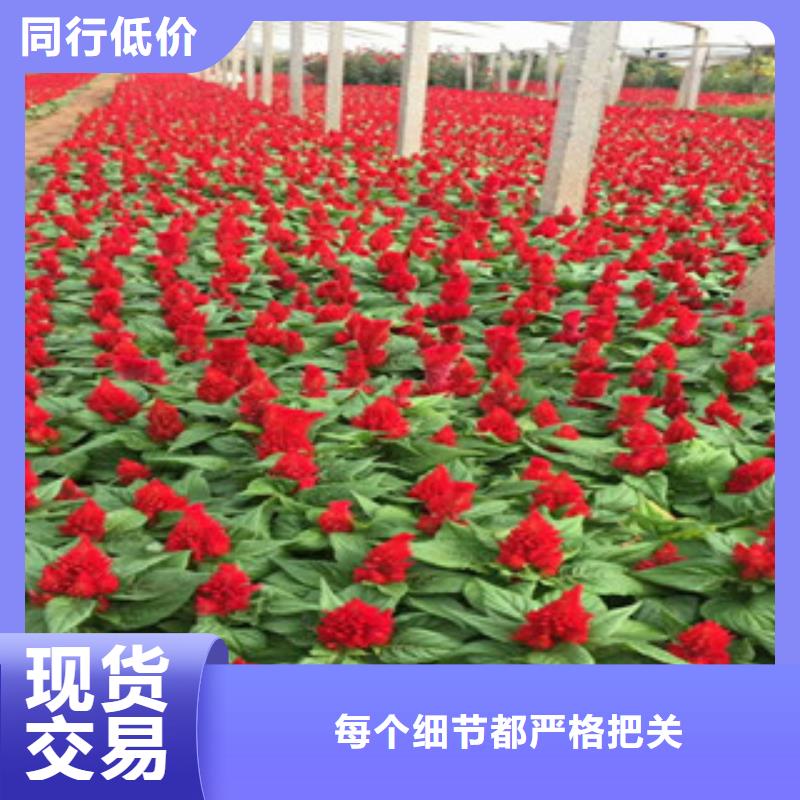 花海景观-花海景观工程一站式采购