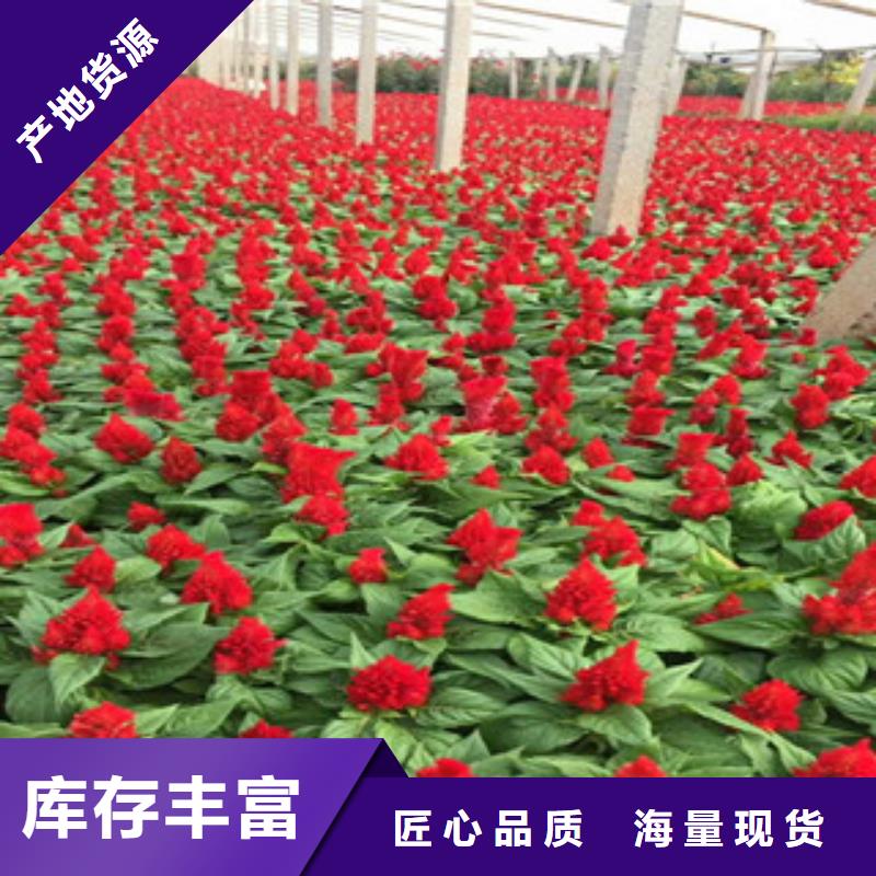 花海景观观赏草/蒲苇狼尾草一手货源