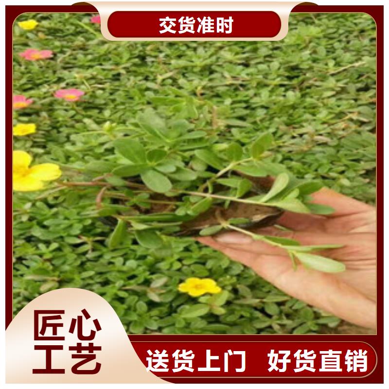 花海景观-耐寒耐旱草花基地品类齐全