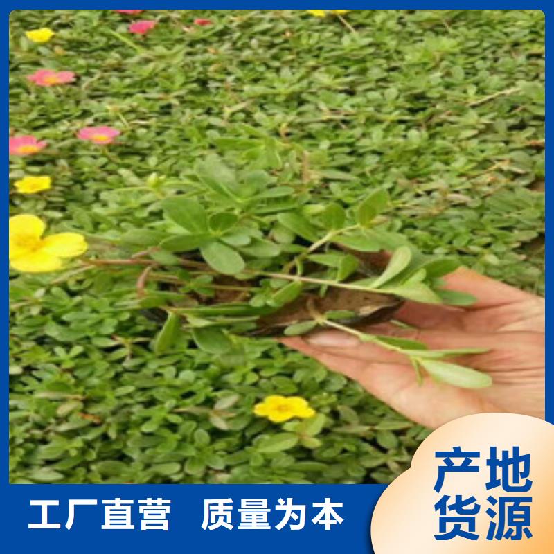 花海景观-花海景观工程一站式采购