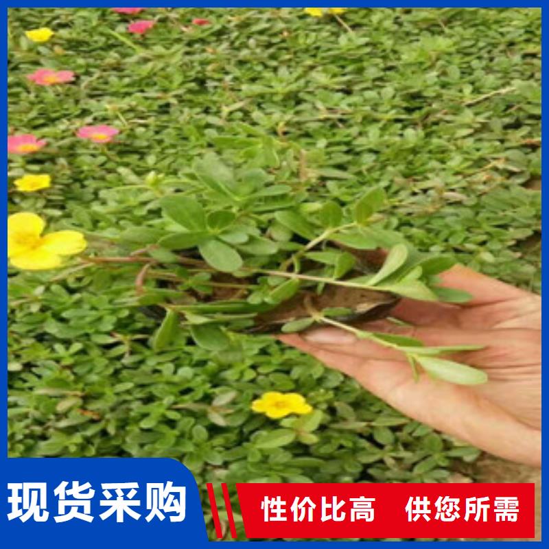 花海景观宿根花卉基地用心做好每一件产品