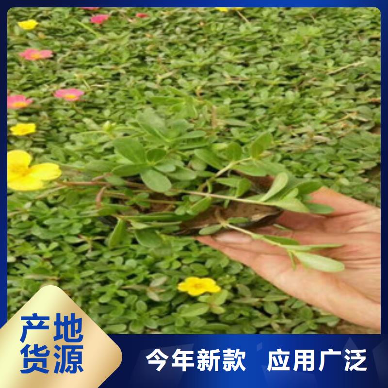 花海景观五一国庆草花批发畅销本地