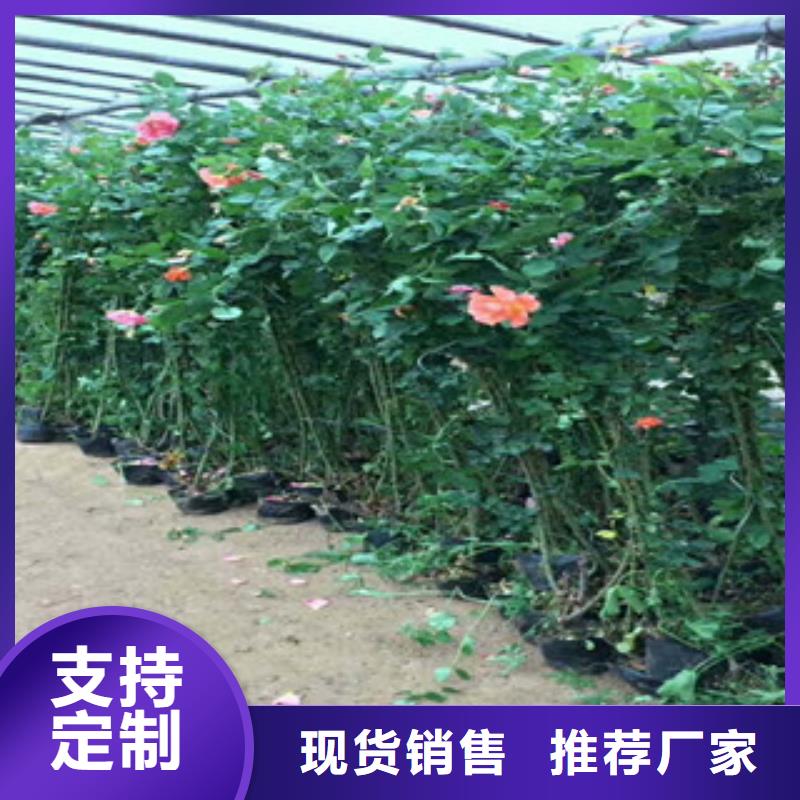 【花海景观】时令花卉/绿化草花价格快速生产