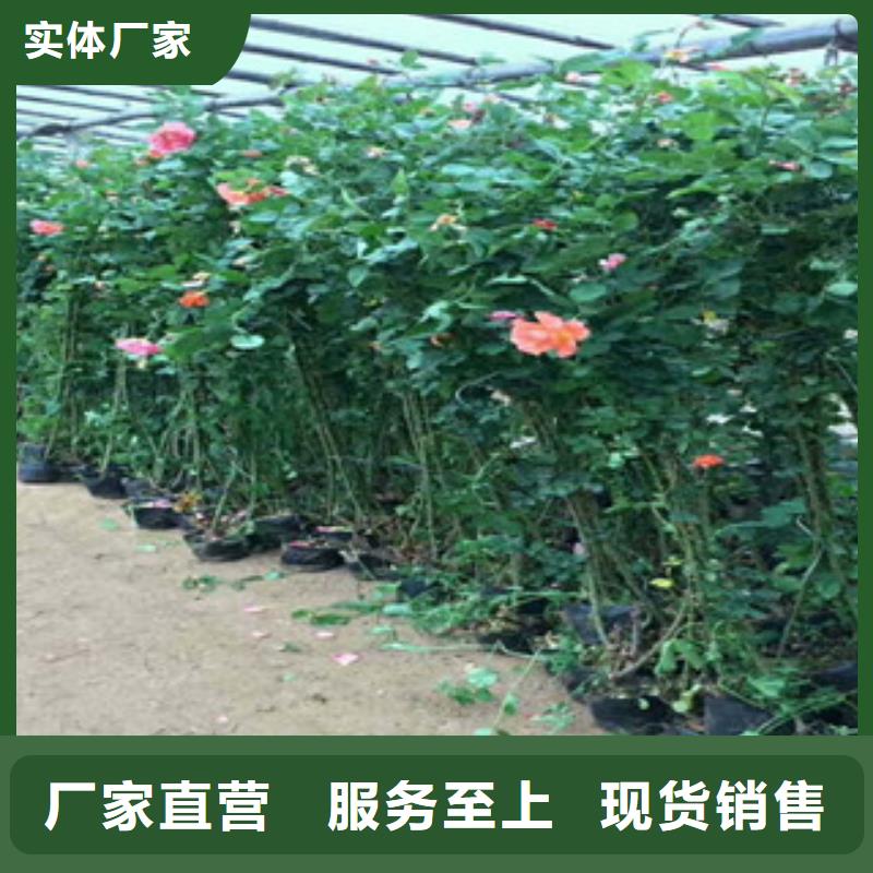 花海景观_时令花卉/绿化草花价格经验丰富质量放心