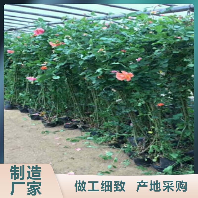 花海景观宿根花卉基地供应采购