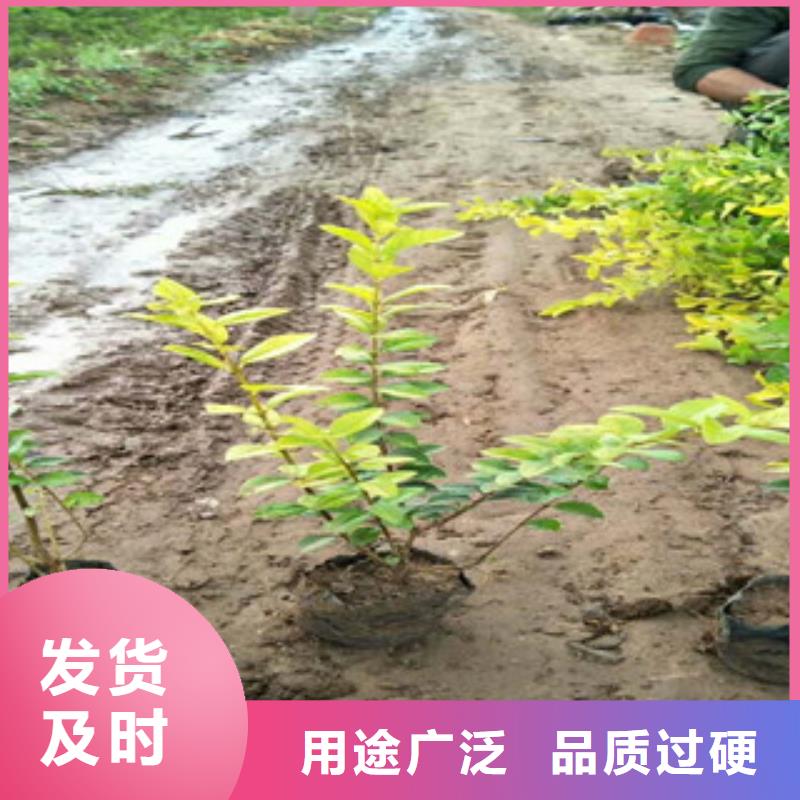 花海景观宿根花卉基地品质之选