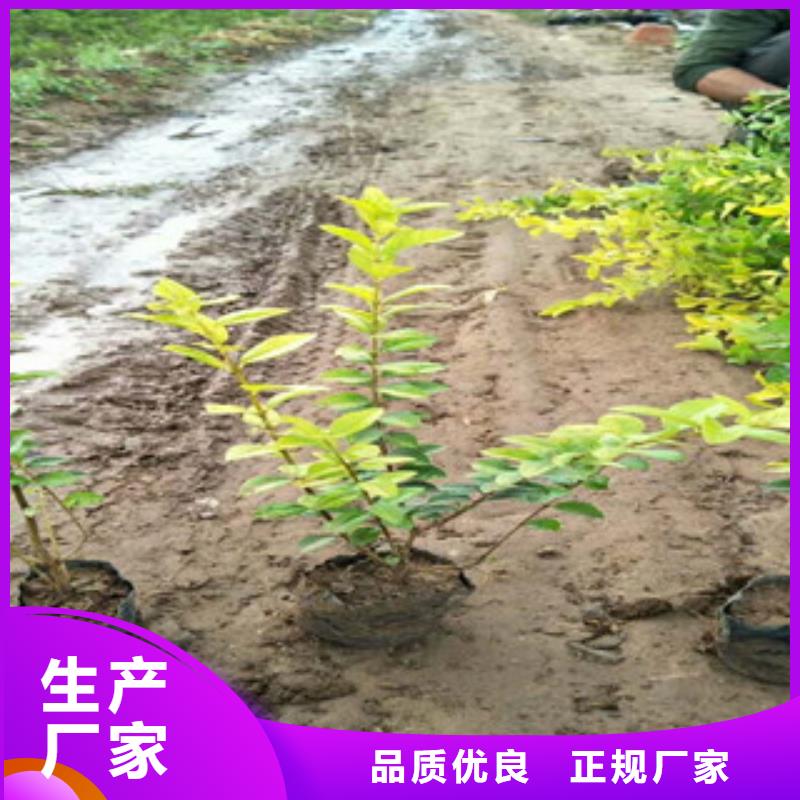 【花海景观】时令花卉/绿化草花价格快速生产