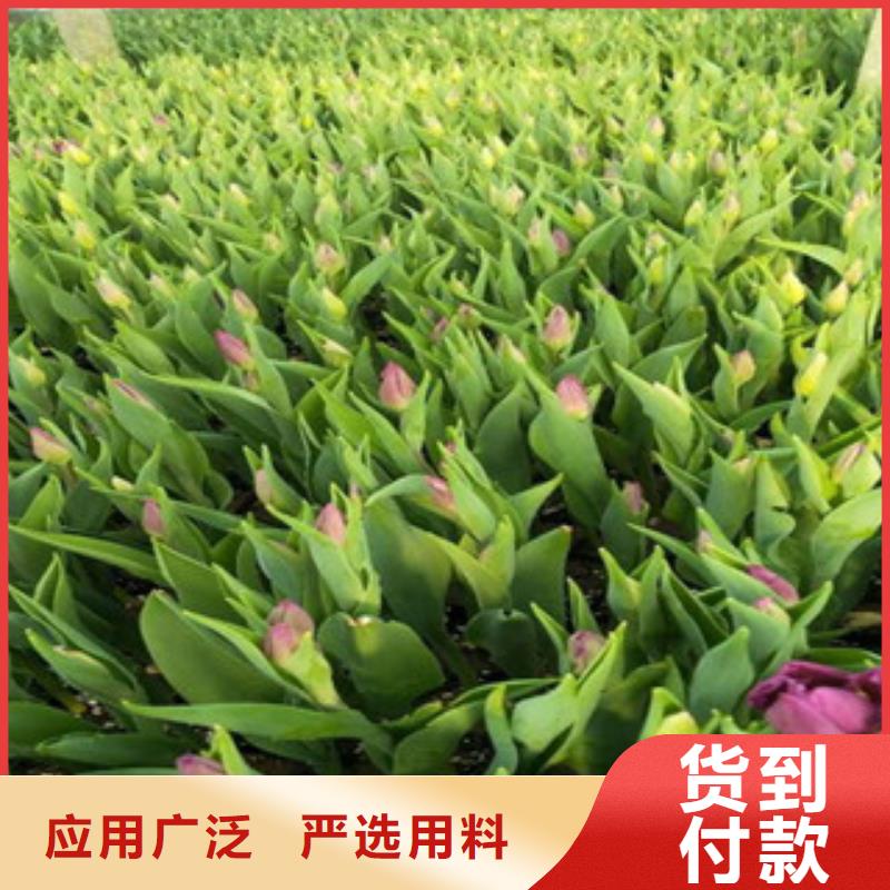 花海景观水生植物/荷花睡莲全新升级品质保障