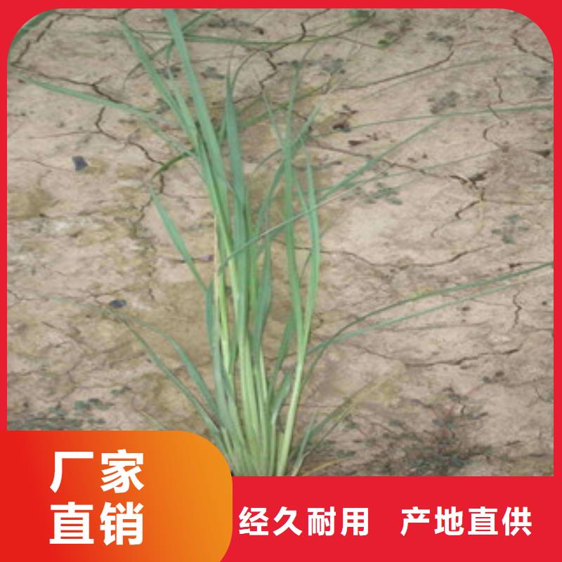 【花海景观】时令花卉/绿化草花价格快速生产