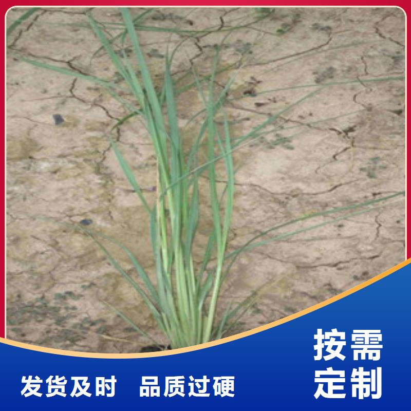 花海景观水生植物/荷花睡莲可接急单