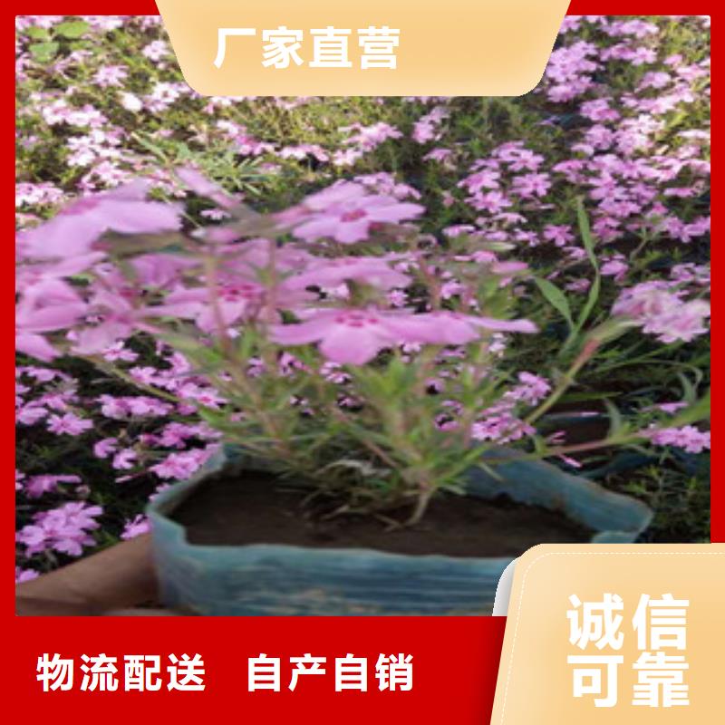 【花海景观】时令花卉/绿化草花价格快速生产
