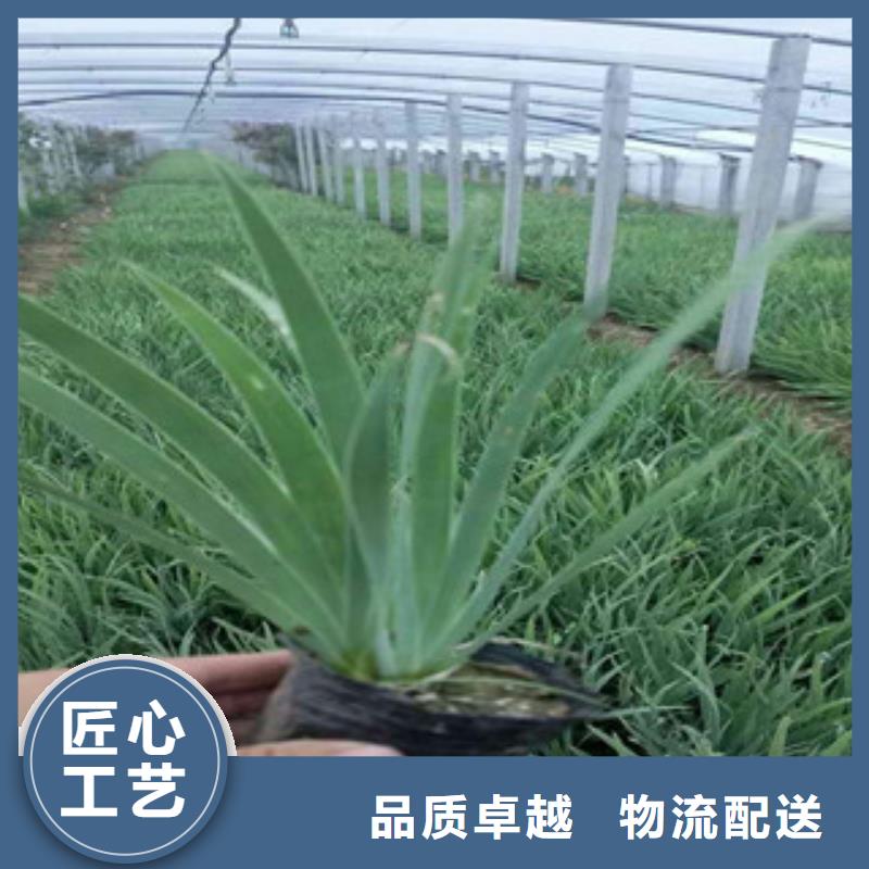 花海景观耐寒耐旱草花基地源头厂家供应