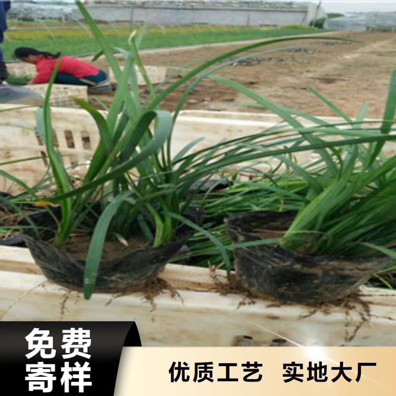 【花海景观】时令花卉/绿化草花价格快速生产