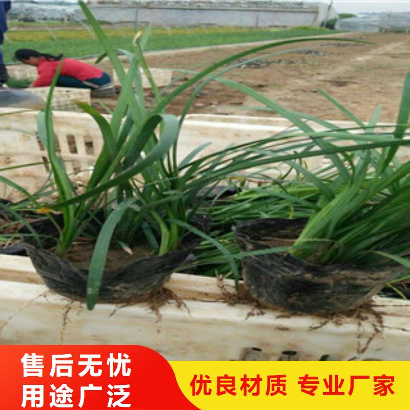 花海景观水生植物/荷花睡莲可接急单