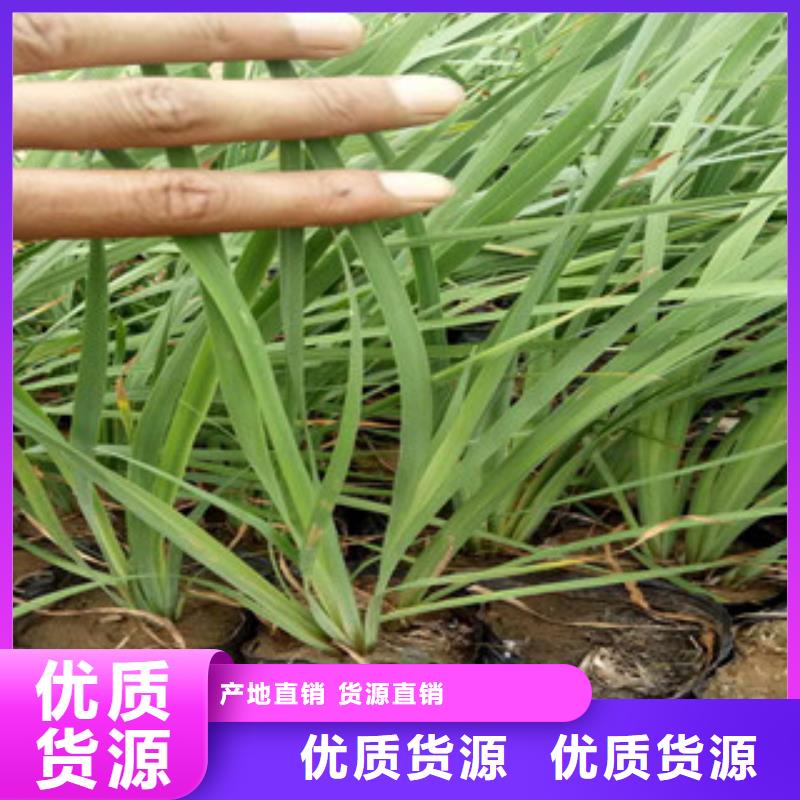【花海景观】时令花卉/绿化草花价格快速生产
