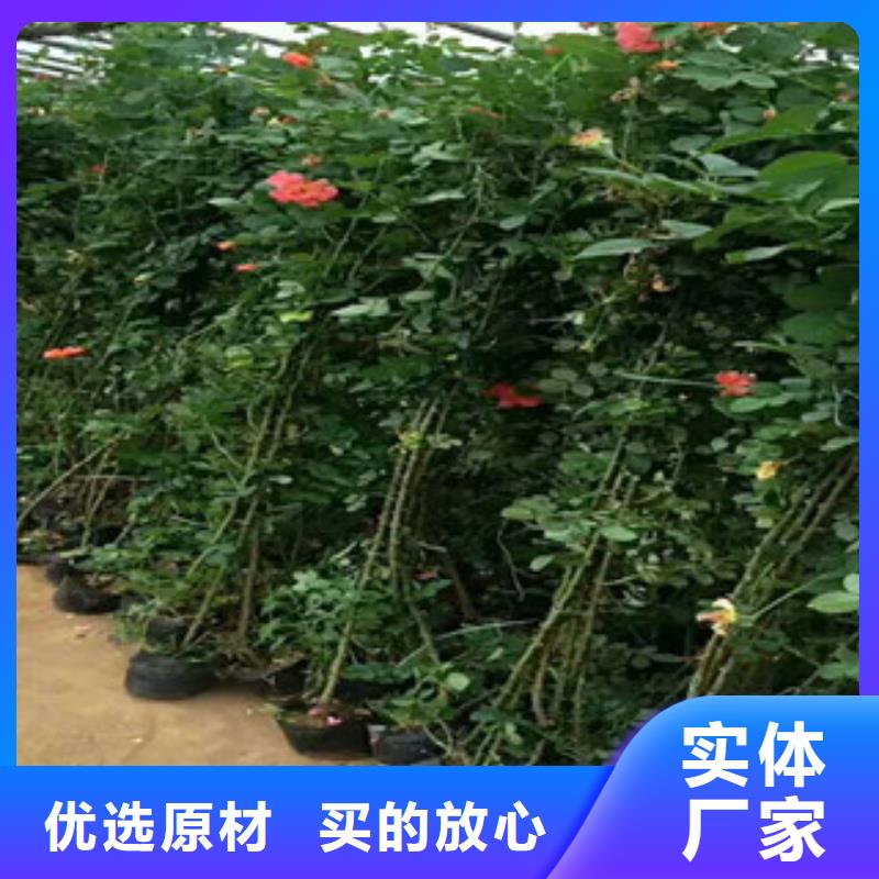 花海景观水生植物/荷花睡莲源头厂家供应