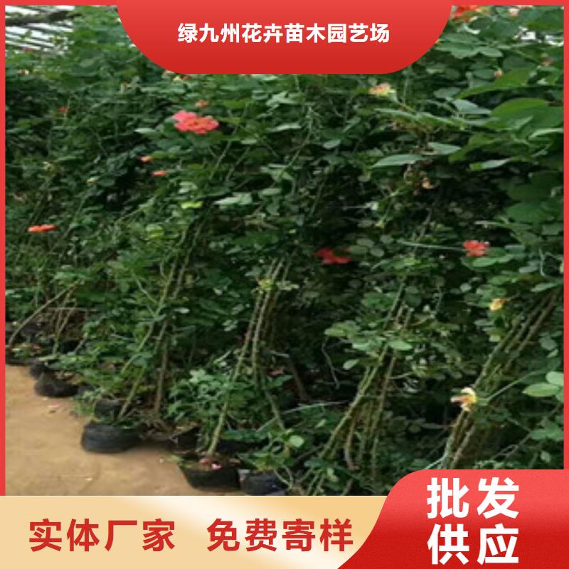 【花海景观,宿根花卉基地精选好货】