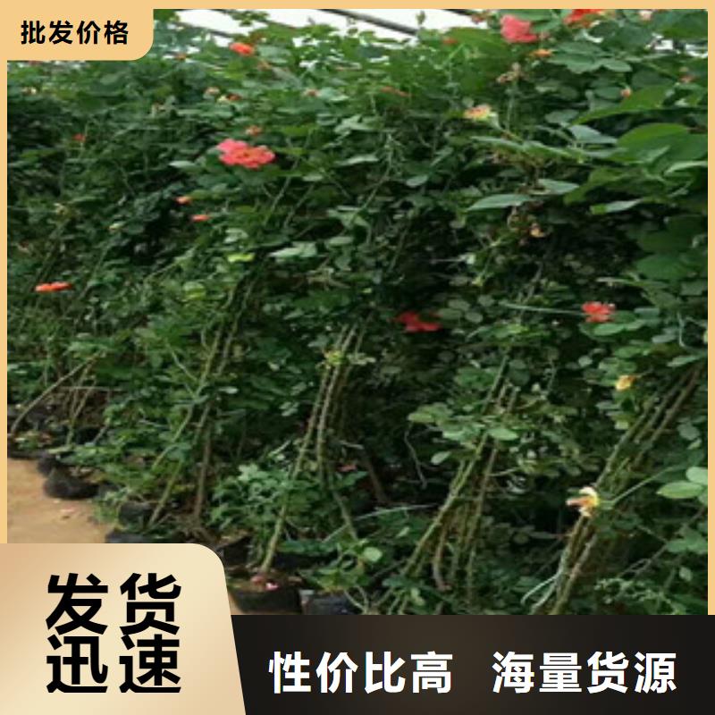 花海景观宿根花卉基地品质之选
