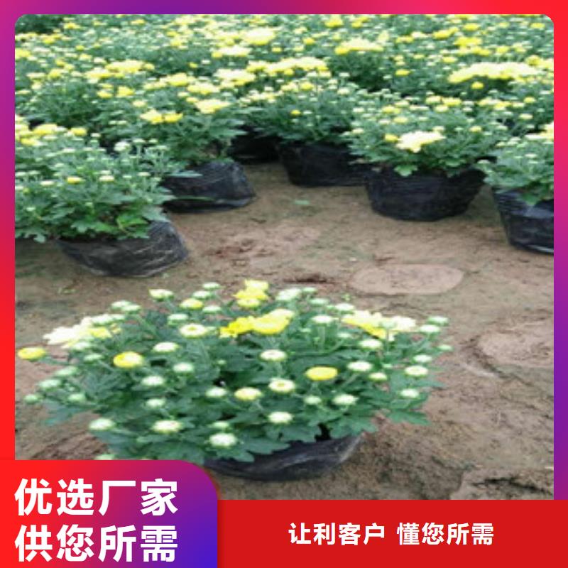 花海景观水生植物/荷花睡莲可接急单