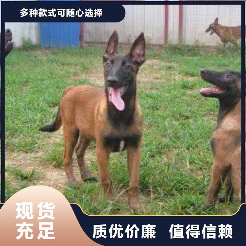 卡斯罗犬-视频-卡斯罗犬-江西省九江市瑞昌|星子|新余|南昌|抚州|宜春|上饶该地经销商
