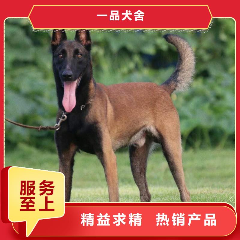 卡斯罗犬-视频-卡斯罗犬-江西省九江市瑞昌|星子|新余|南昌|抚州|宜春|上饶该地经销商