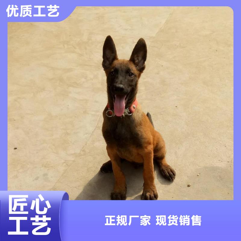 卡斯罗犬-视频-卡斯罗犬-江西省九江市瑞昌|星子|新余|南昌|抚州|宜春|上饶该地经销商