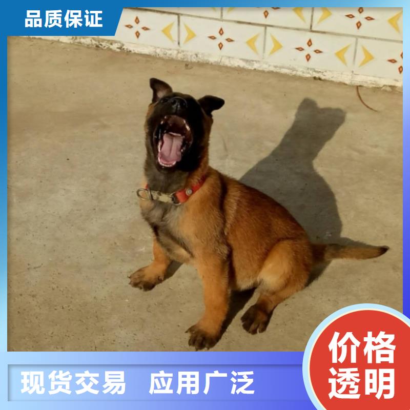 卡斯罗犬-视频-卡斯罗犬-江西省九江市瑞昌|星子|新余|南昌|抚州|宜春|上饶该地经销商