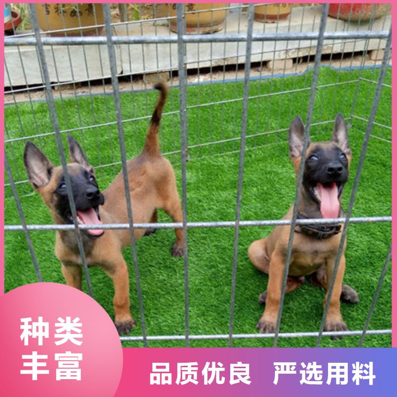 卡斯罗犬-视频-卡斯罗犬-一品犬舍(辽阳市分公司)服务区域太子河|文圣|沈阳|铁岭|大连|葫芦岛|丹东