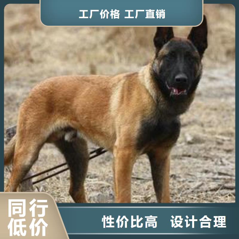 卡斯罗犬-视频-卡斯罗犬-江西省九江市瑞昌|星子|新余|南昌|抚州|宜春|上饶该地经销商