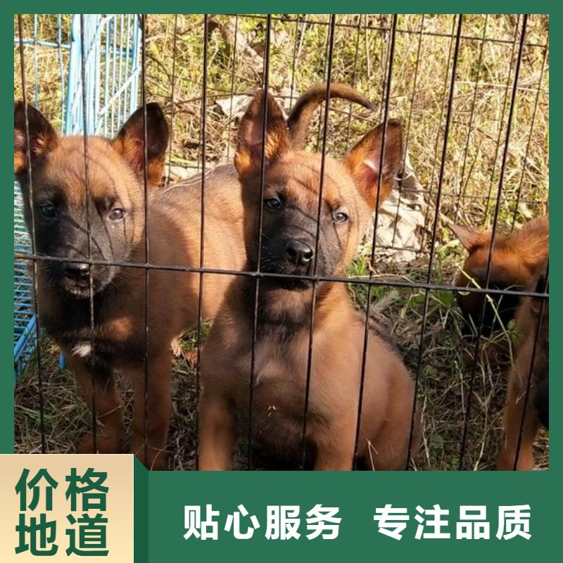 卡斯罗犬-视频-卡斯罗犬-江西省九江市瑞昌|星子|新余|南昌|抚州|宜春|上饶该地经销商