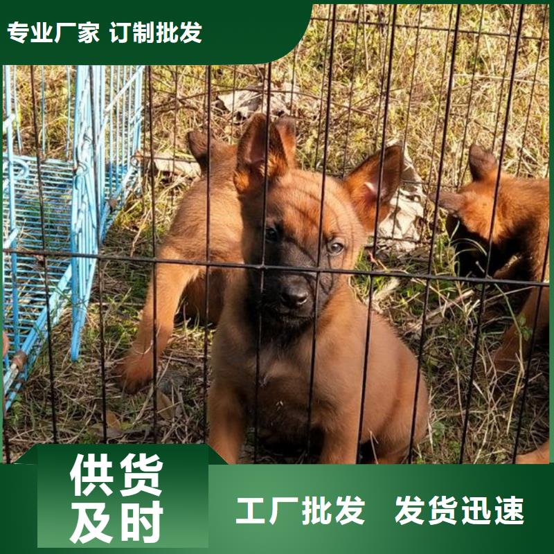 卡斯罗犬-视频-卡斯罗犬-一品犬舍(辽阳市分公司)服务区域太子河|文圣|沈阳|铁岭|大连|葫芦岛|丹东