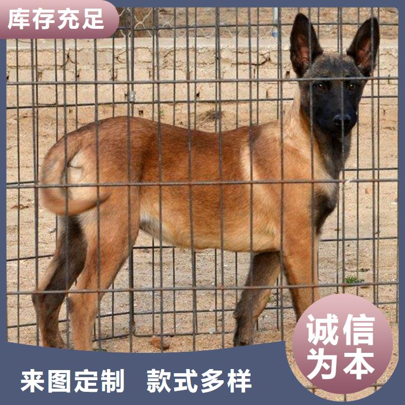 卡斯罗犬-视频-卡斯罗犬-江西省九江市瑞昌|星子|新余|南昌|抚州|宜春|上饶该地经销商
