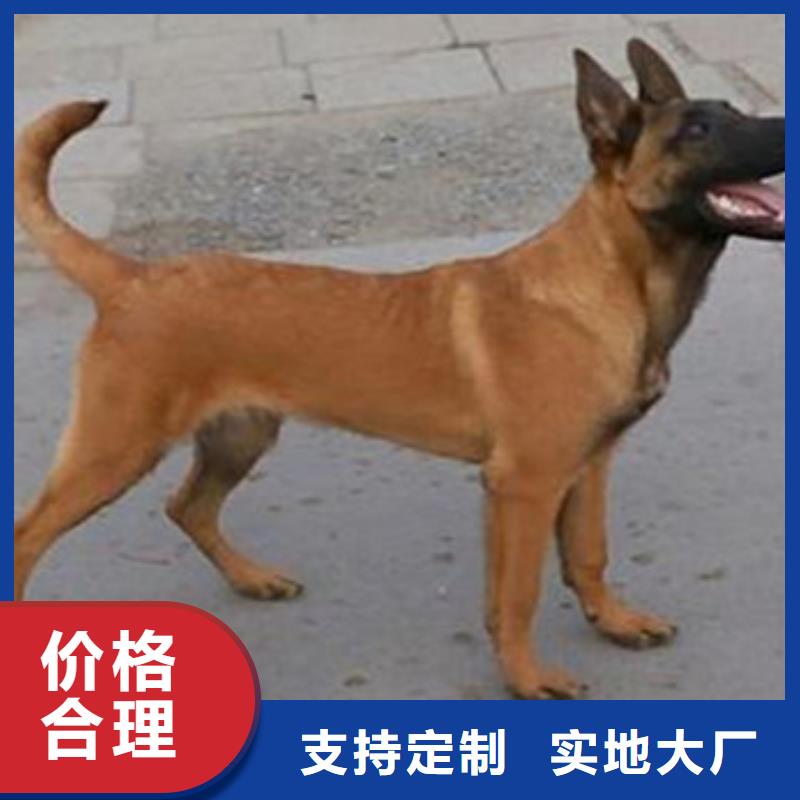 卡斯罗犬-视频-卡斯罗犬-一品犬舍(辽阳市分公司)服务区域太子河|文圣|沈阳|铁岭|大连|葫芦岛|丹东