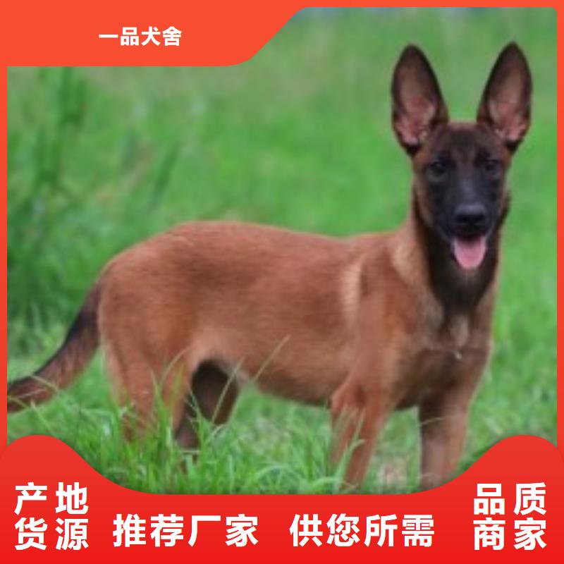 卡斯罗犬-视频-卡斯罗犬-江西省九江市瑞昌|星子|新余|南昌|抚州|宜春|上饶该地经销商