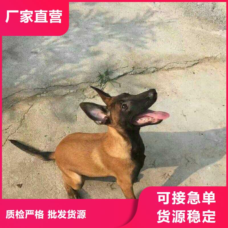 卡斯罗犬-视频-卡斯罗犬-一品犬舍(辽阳市分公司)服务区域太子河|文圣|沈阳|铁岭|大连|葫芦岛|丹东
