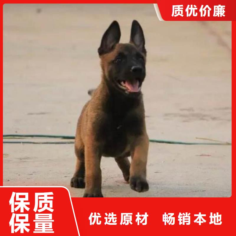 卡斯罗犬-视频-卡斯罗犬-江西省九江市瑞昌|星子|新余|南昌|抚州|宜春|上饶该地经销商