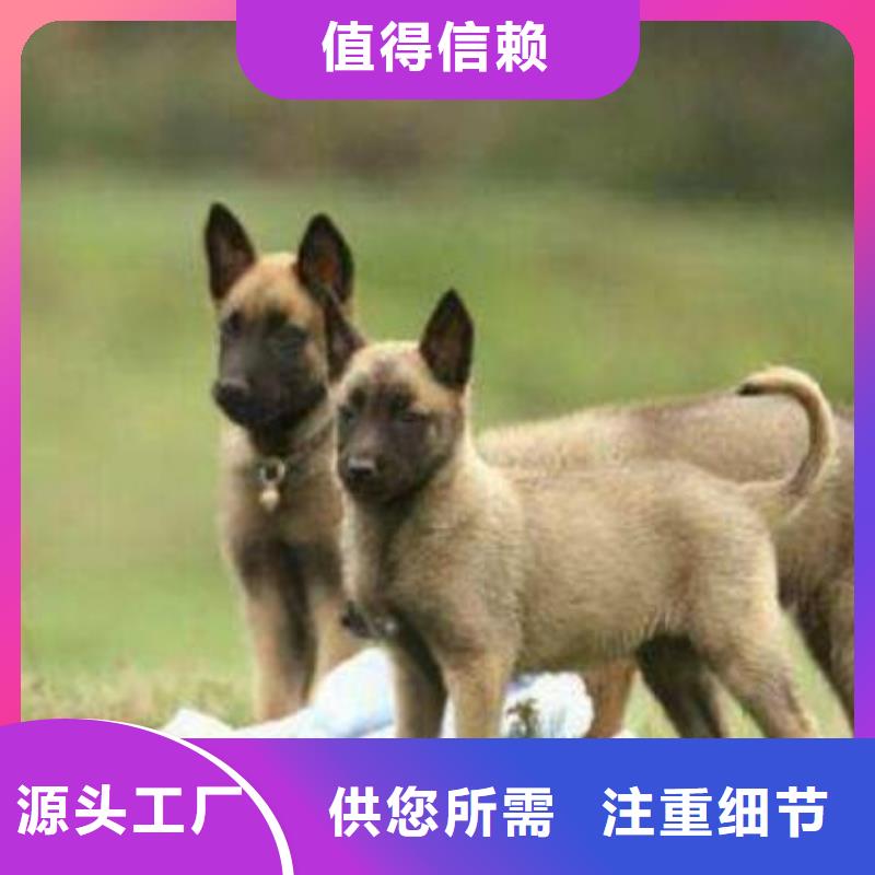 卡斯罗犬-视频-卡斯罗犬-一品犬舍(辽阳市分公司)服务区域太子河|文圣|沈阳|铁岭|大连|葫芦岛|丹东