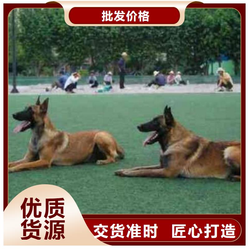 卡斯罗犬-视频-卡斯罗犬-一品犬舍(辽阳市分公司)服务区域太子河|文圣|沈阳|铁岭|大连|葫芦岛|丹东