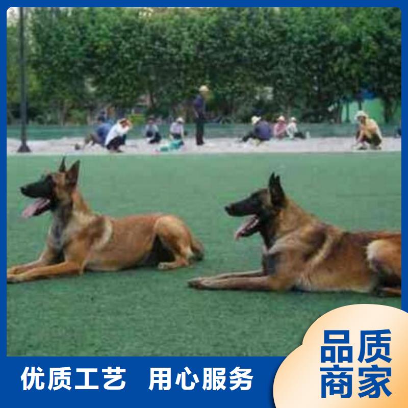卡斯罗犬-视频-卡斯罗犬-江西省九江市瑞昌|星子|新余|南昌|抚州|宜春|上饶该地经销商