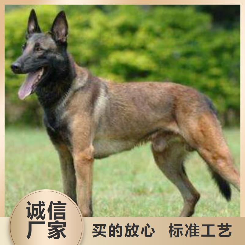 卡斯罗犬-视频-卡斯罗犬-江西省九江市瑞昌|星子|新余|南昌|抚州|宜春|上饶该地经销商