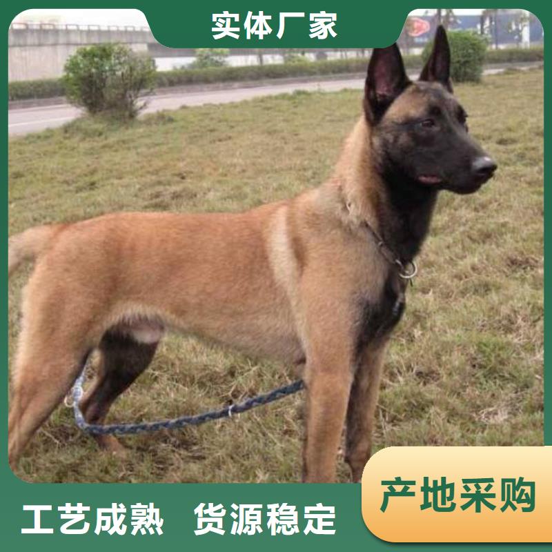 卡斯罗犬-视频-卡斯罗犬-一品犬舍(辽阳市分公司)服务区域太子河|文圣|沈阳|铁岭|大连|葫芦岛|丹东