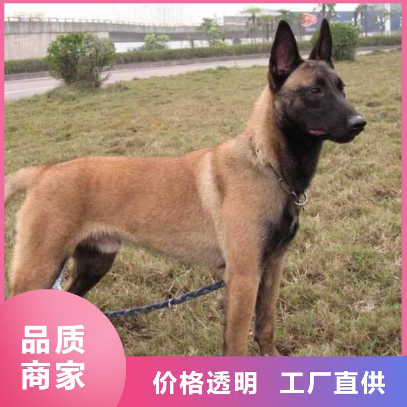 卡斯罗犬-视频-卡斯罗犬-江西省九江市瑞昌|星子|新余|南昌|抚州|宜春|上饶该地经销商