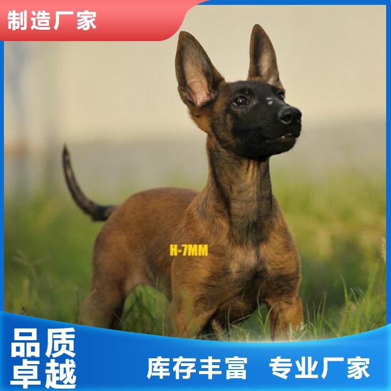 卡斯罗犬-视频-卡斯罗犬-一品犬舍(辽阳市分公司)服务区域太子河|文圣|沈阳|铁岭|大连|葫芦岛|丹东