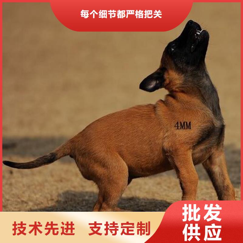 卡斯罗犬-视频-卡斯罗犬-江西省九江市瑞昌|星子|新余|南昌|抚州|宜春|上饶该地经销商